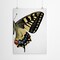 Swallowtail Ii by Chaos &#x26; Wonder Design  Poster Art Print - Americanflat
